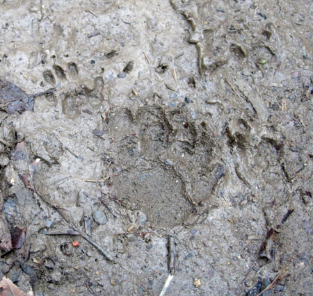 Badger and Hedgehog Prints