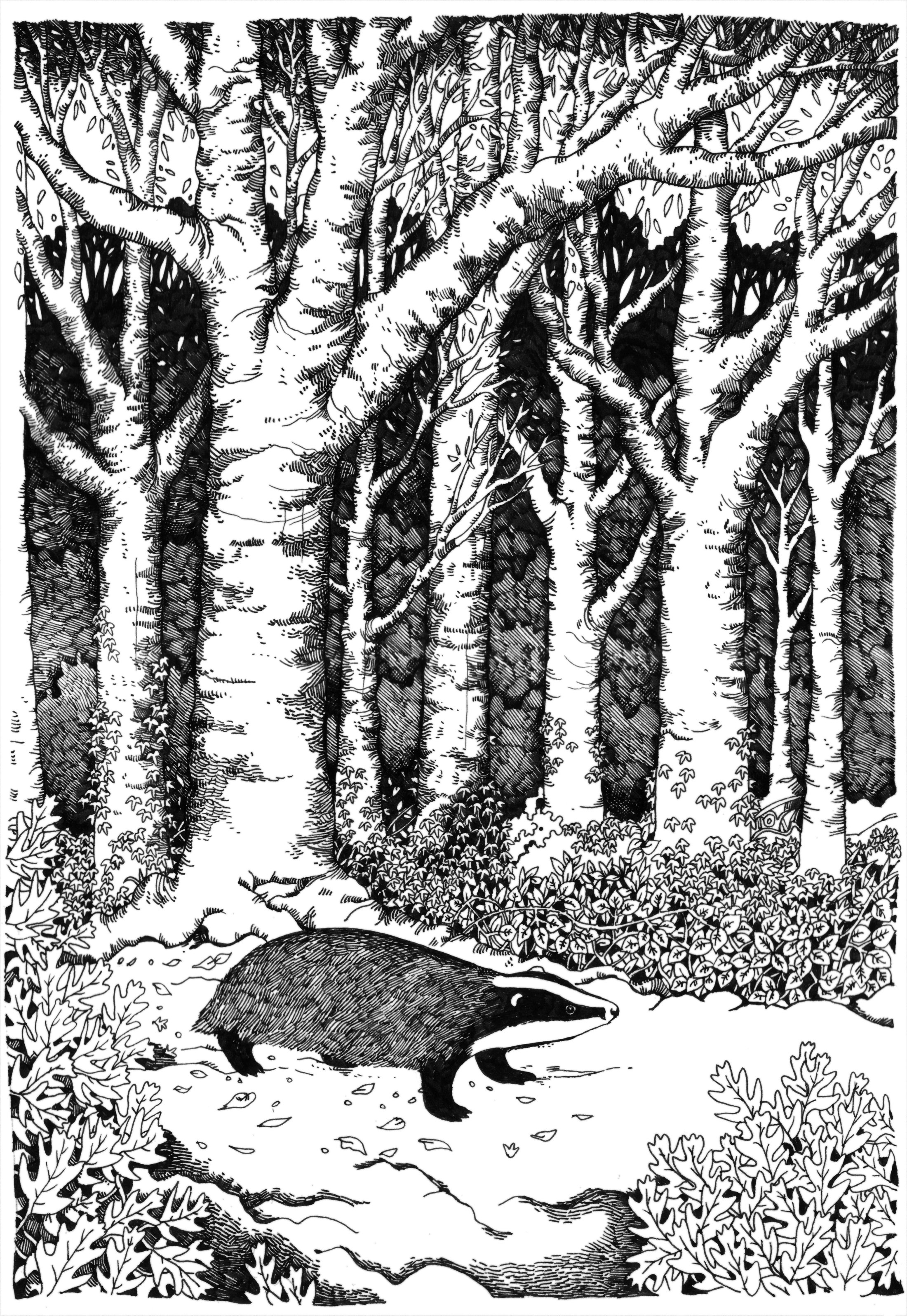 The Badger of Woodchester Park