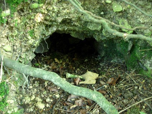 Badger Sett