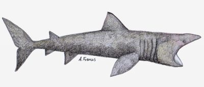 Basking shark