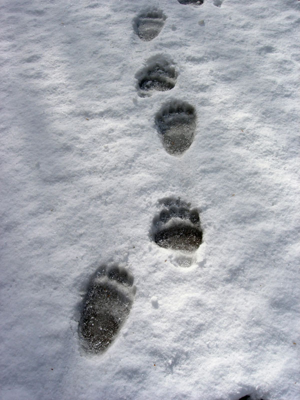 Bear Tracks