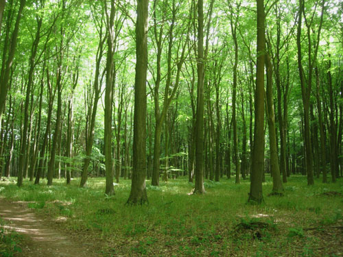 Beech Wood Plantation