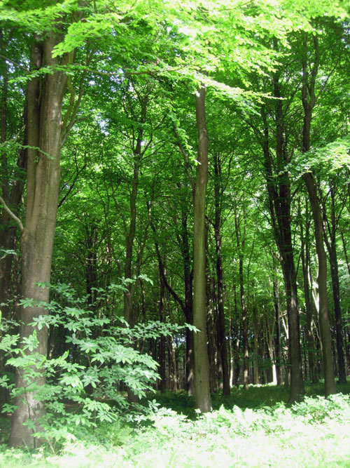 Edge of the Beech Wood