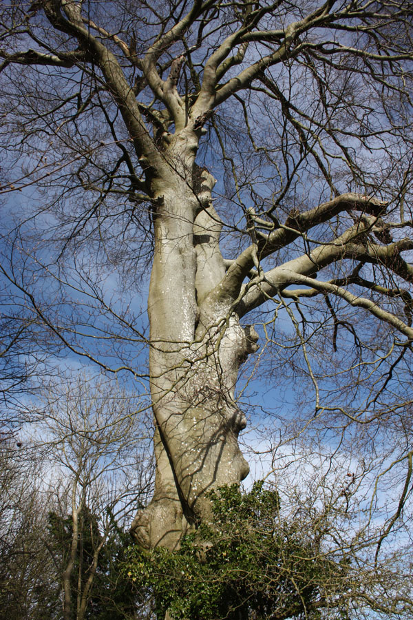 Big beech in Dead Beech Lane