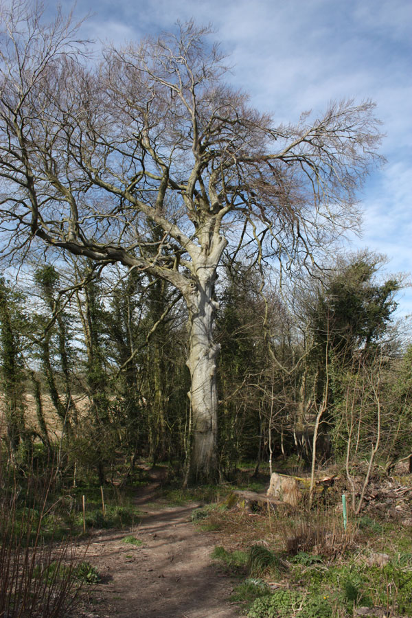 Big beech in Dead Beech Lane