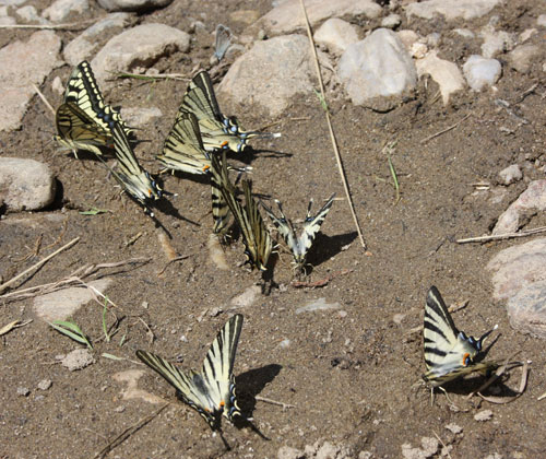 Swallowtails and Scarce Swallowtails