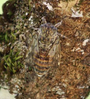 Cicada