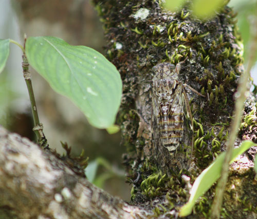 Cicada