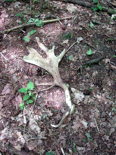 Fallow Deer Antler