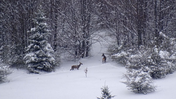 Red Deer in the Snow