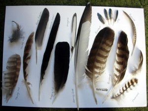 Feathers