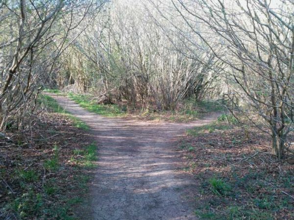 Forked path at Martin Down NR