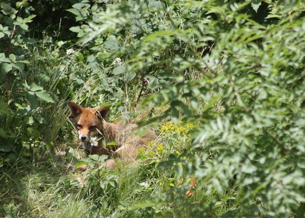 Fox in the garden.