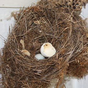 Nest found in the south of France.