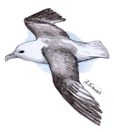 Fulmar