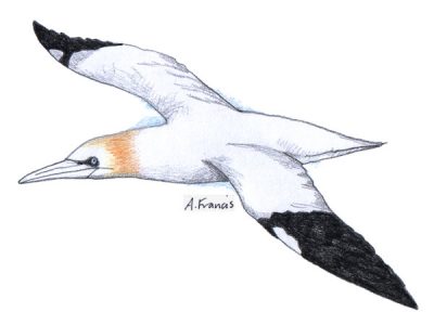 Gannet