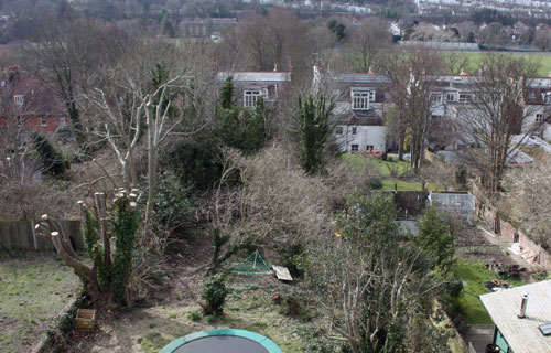 Garden after tree cutting