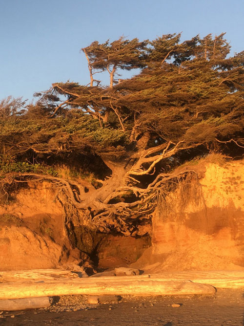 The Tree of Life