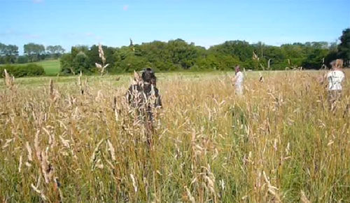 Grass Cutting Video