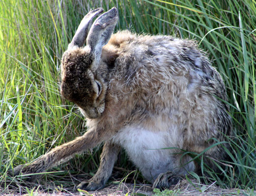 Hare Cleaning on Havergate Island