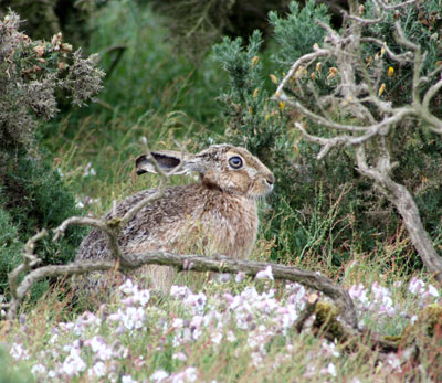 Hare on Havergate Island