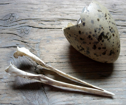 Lesser Black Backed Gull Eggshell and Jaw bone