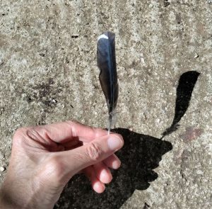 Hoopoe feather