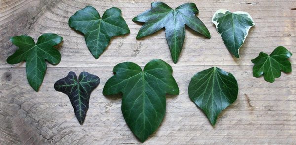 Ivy leaves