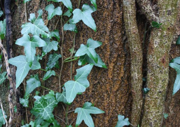 Ivy on a tree trunk