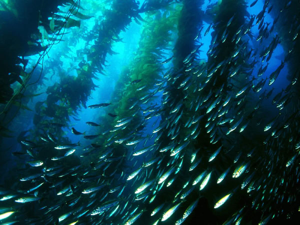 Kelp Forest