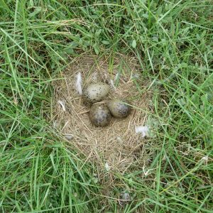 Lesser Black Backed Gull's Nest seen when I was on Havergate Island.