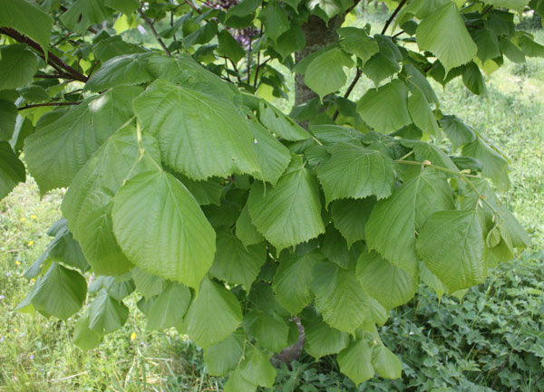 Broad-leaved lime leaves