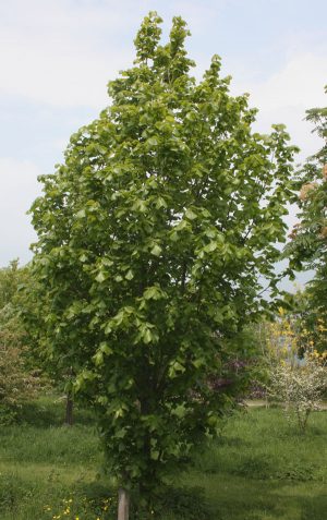 My mother's tree