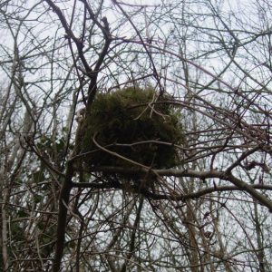 Longtailed tit nest in a wood near Brighton.