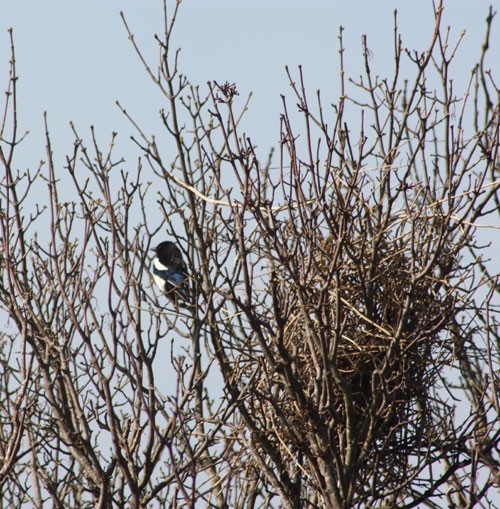 Magpie and Nest