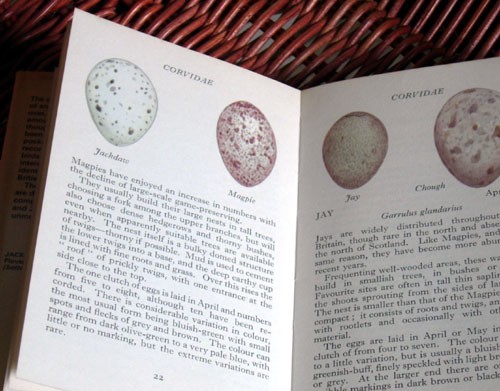 Magpie Page in Egg Book