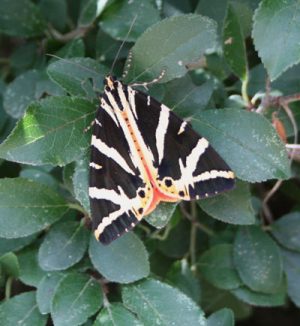 Jersey Tiger