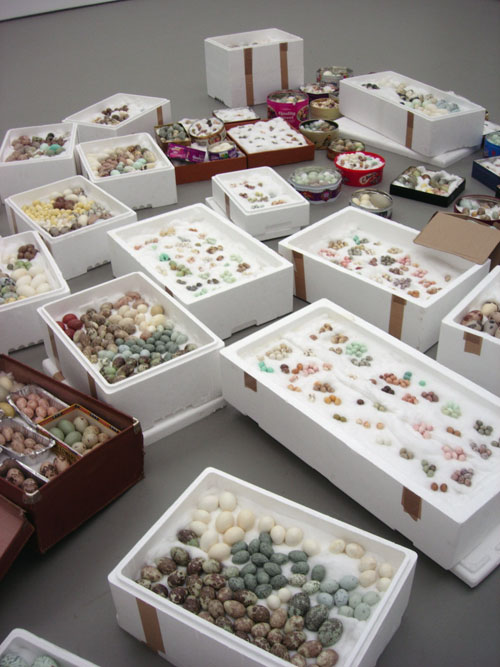 Natural Selection Exhibition.