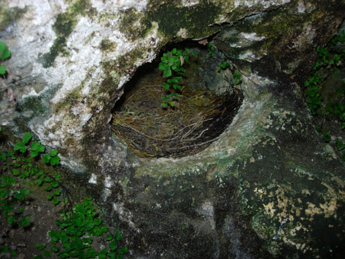 Nest in the Cave