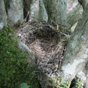 Nest in hornbeam in Markstakes Common wood.