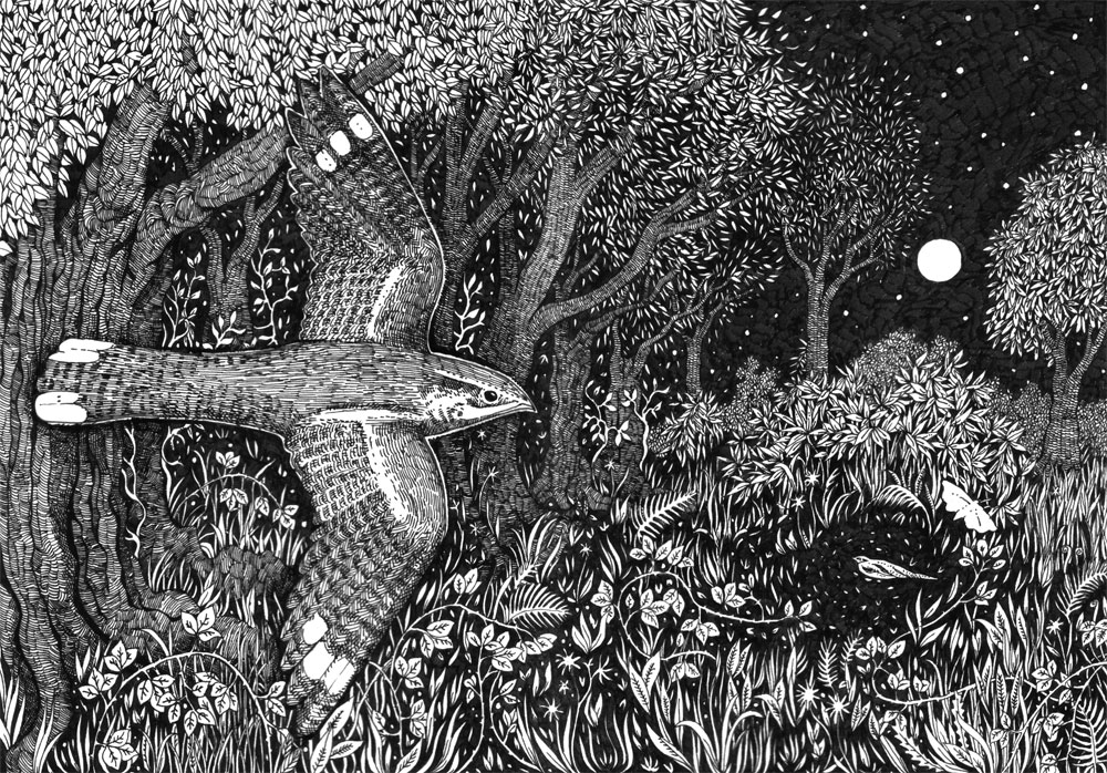 Nightjar in pen and ink
