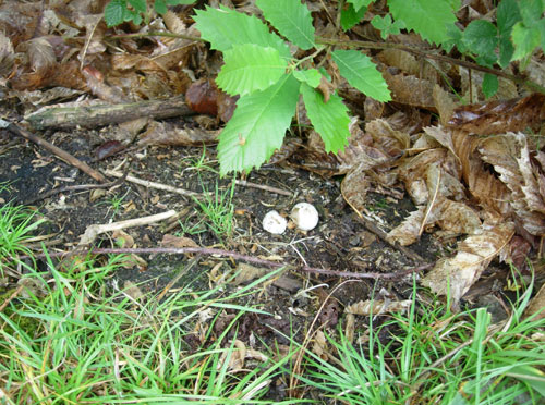 Nightjar Nest Site