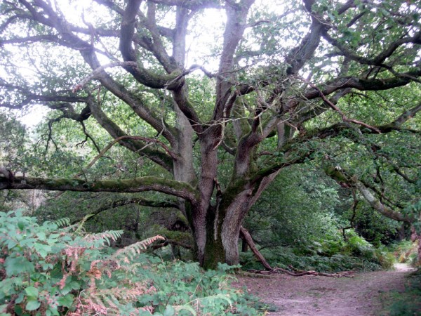 Oak at Markstakes Common