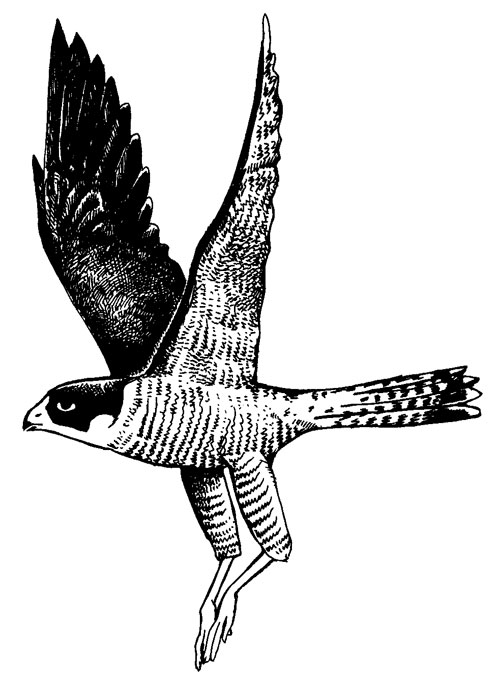 Peregrine t-shirt design