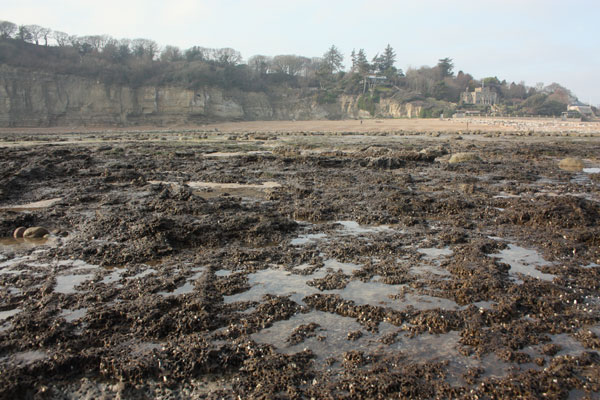 Pett Level beach showing sunken forest remains.