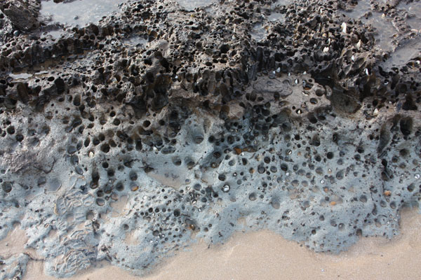 Sunken forest on clay - Pett Level beach