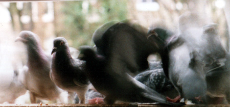 Pigeons