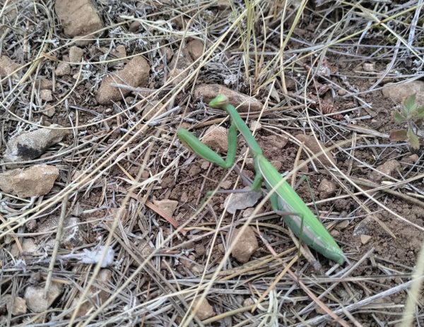 Mantis religiosa