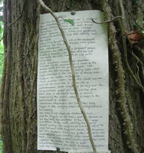 Rain Poem on Tree