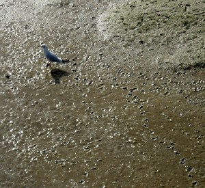 River Adur Gull Mud